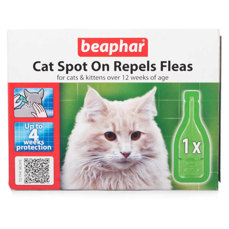 Out Of Cats Bb Pecial Out Of Cats Bb Pecial