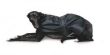 Greyhound Coat Greyhound Coat