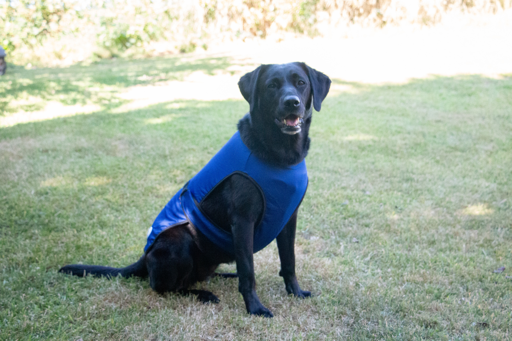 Ancol Dog Cooling Coat Large: Length 50cm / Girth 80cm MAX