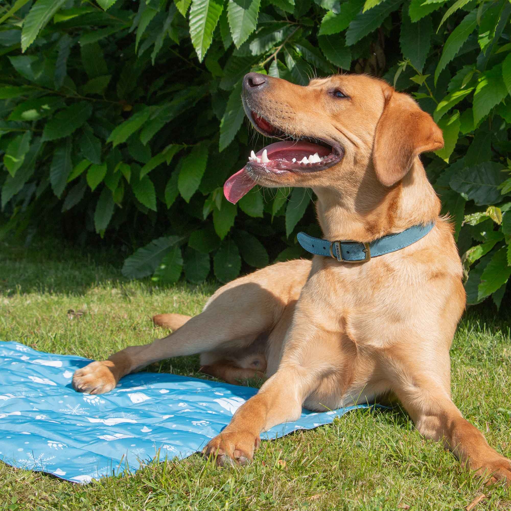 Ancol Small Cooling Mat 45x60cm