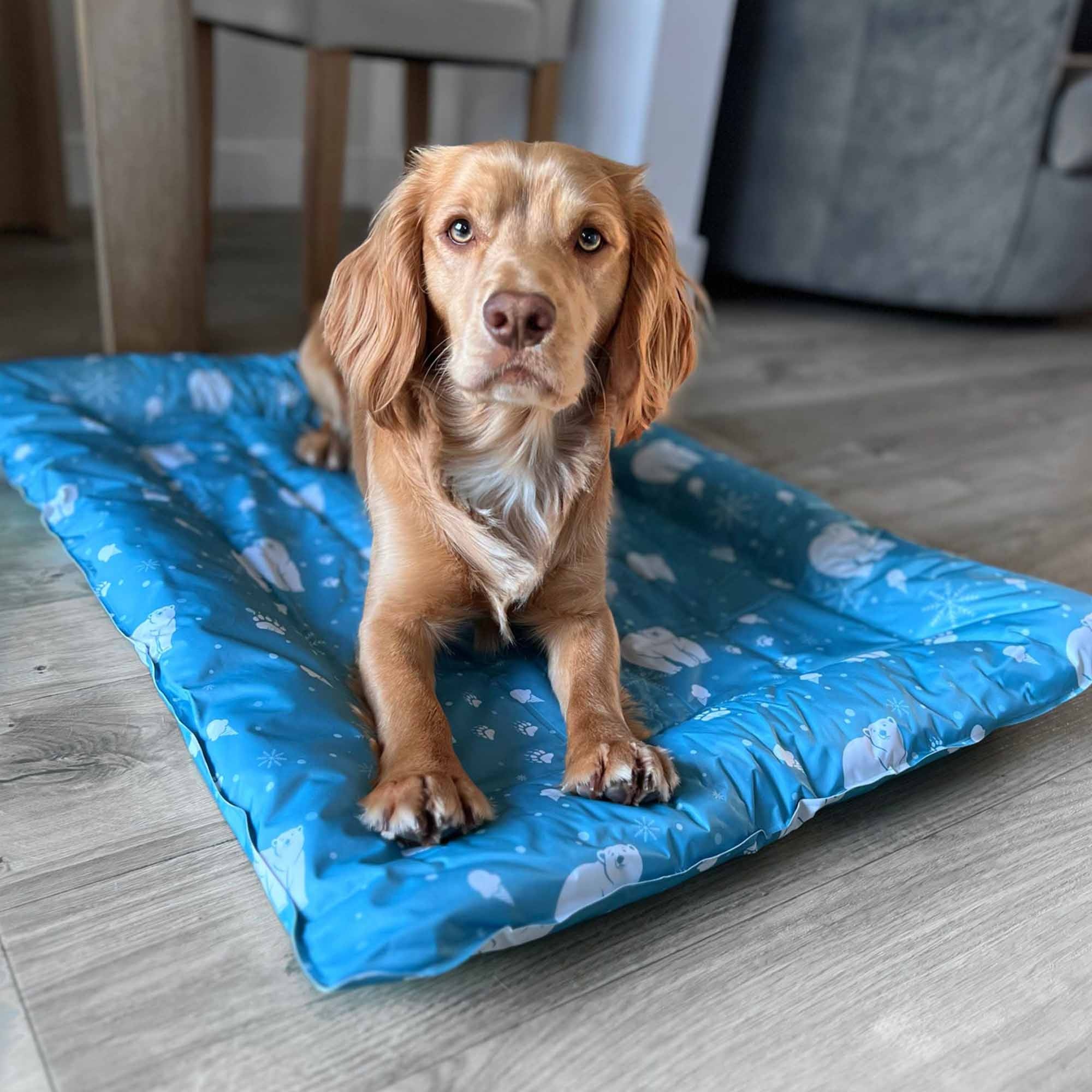 Ancol Ice Paws Cooling Bed Small 56cm X 66cm