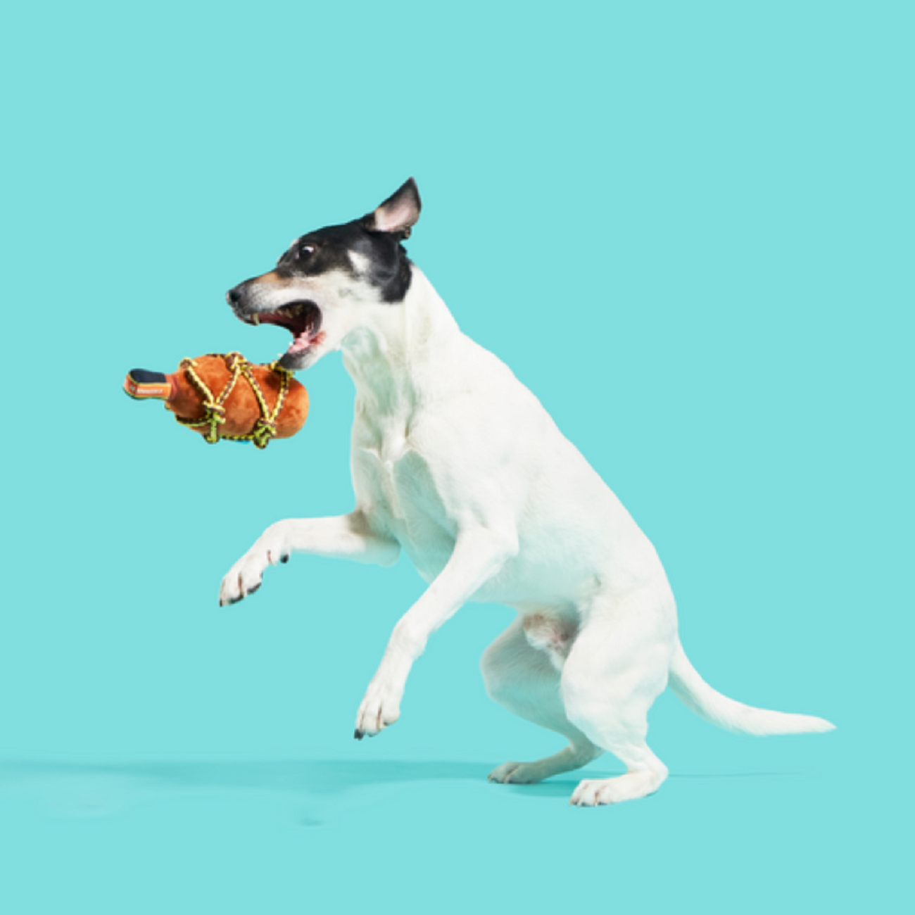 Bark Barkbeard'S Rum Dog Toy