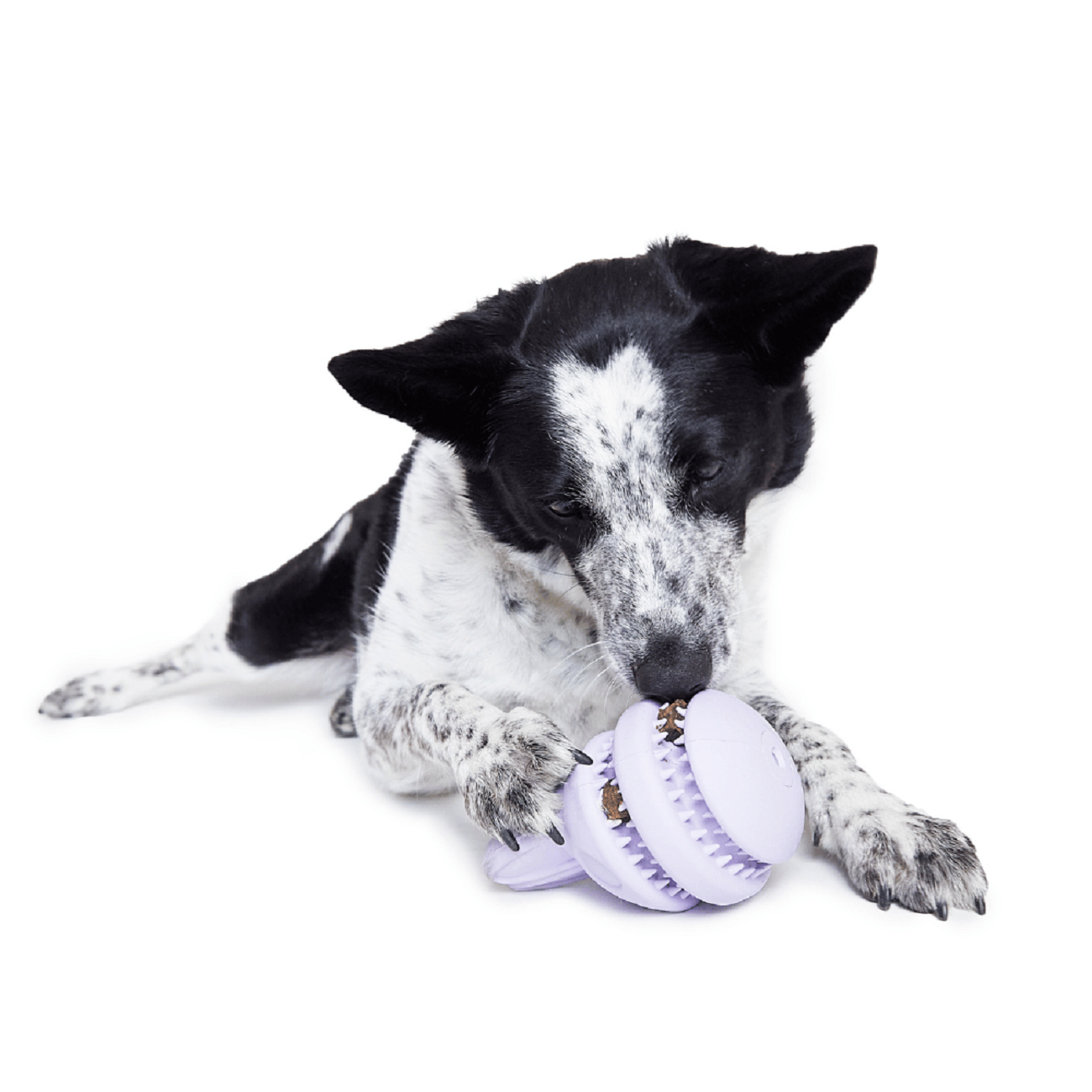 Bark Hippie Hopper Dog Toy