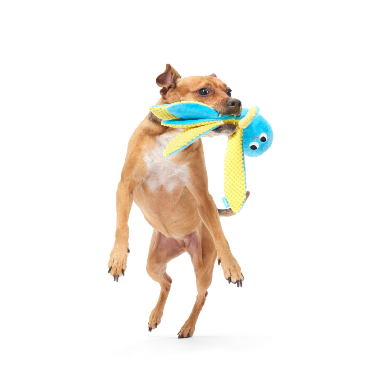 Bark Odd Otto Dog Toy