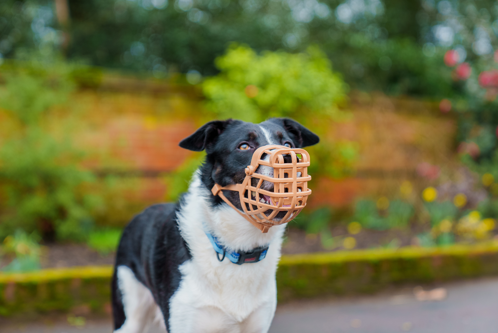 Baskerville Classic Basket Muzzle 