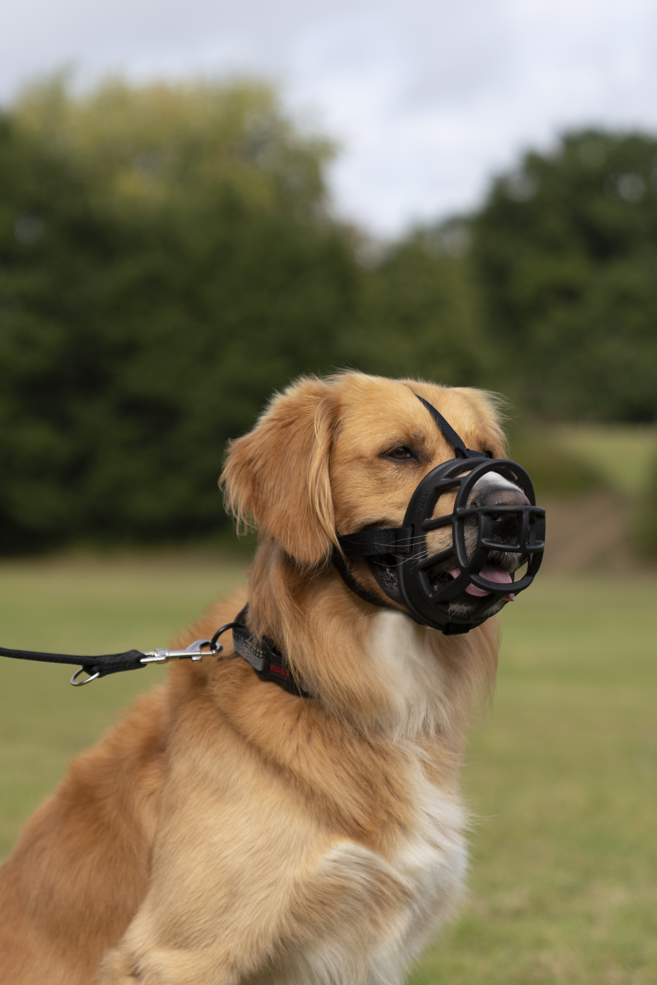 Baskerville ULTRA Basket Muzzle 