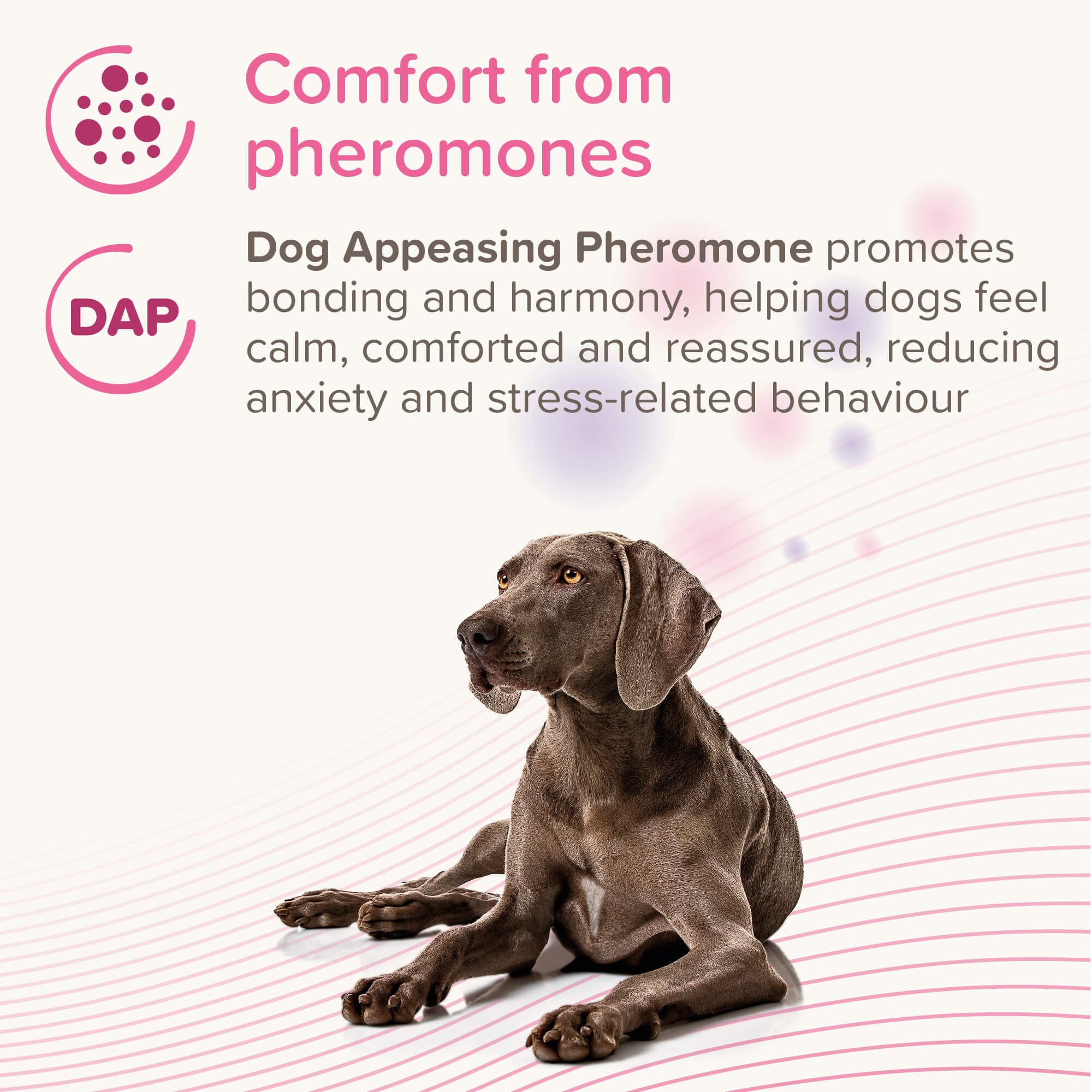 Beaphar CaniComfort  Calming Diffuser Refill 45ML
