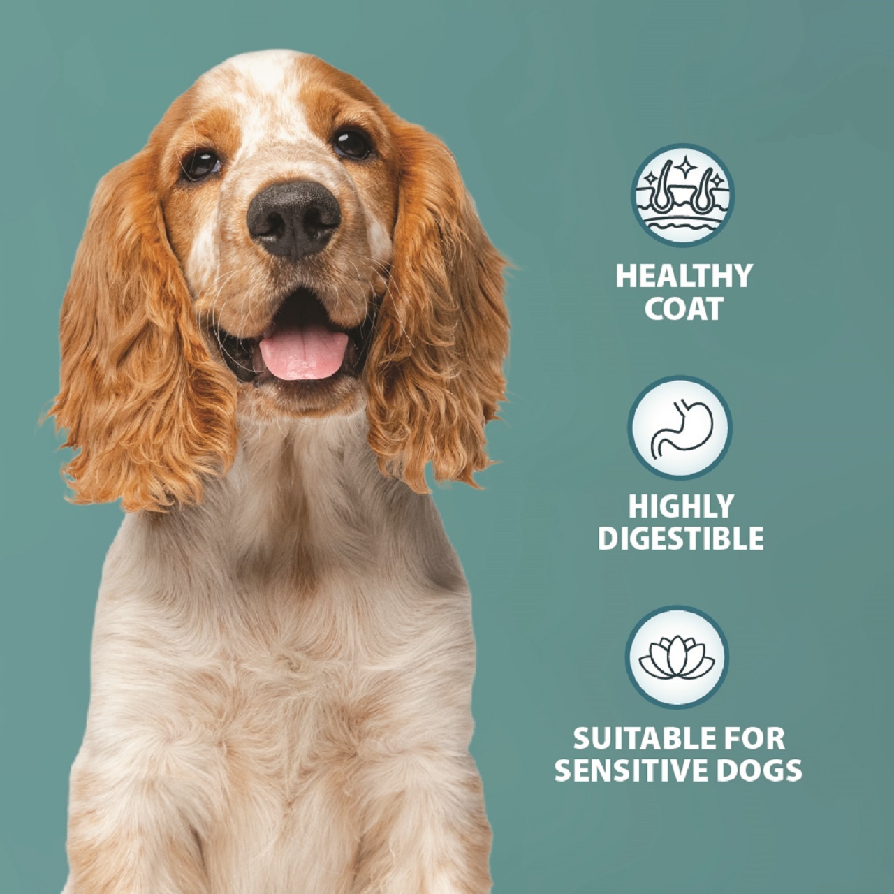 Burns Dog Sensitive Grain Free Adult & Senior Turkey & Potato 12kg