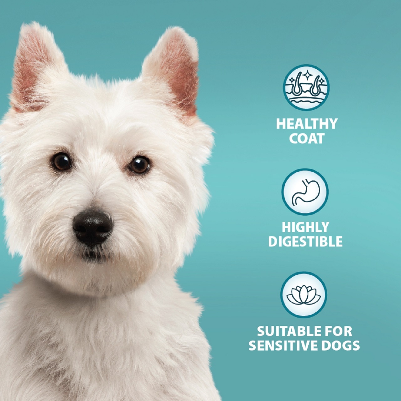 Burns Dog Sensitive Pork & Potato 6kg