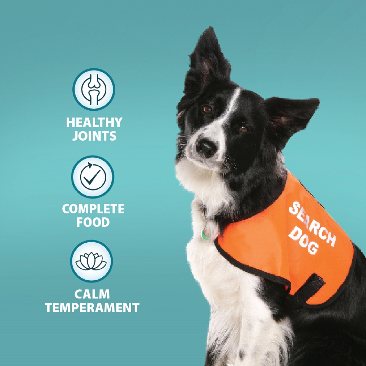Burns DogActive Working Chicken & Rice 12kg