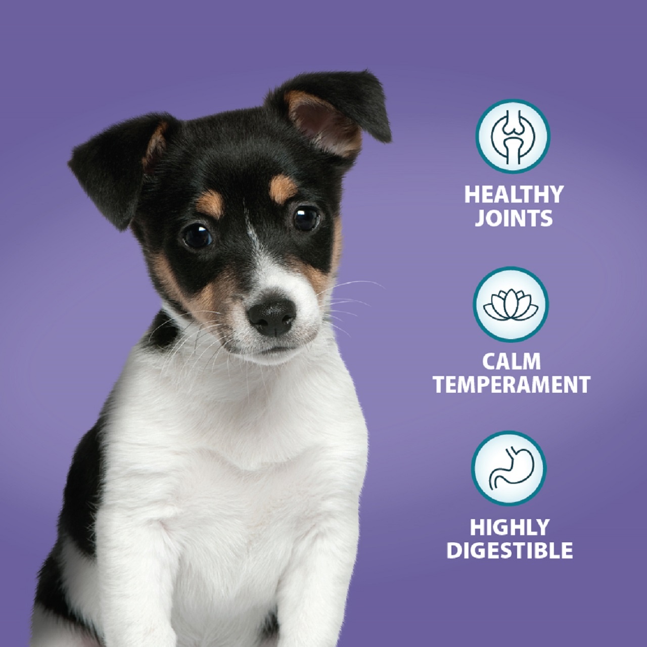 Burns Puppy Mini Chicken & Rice 2kg
