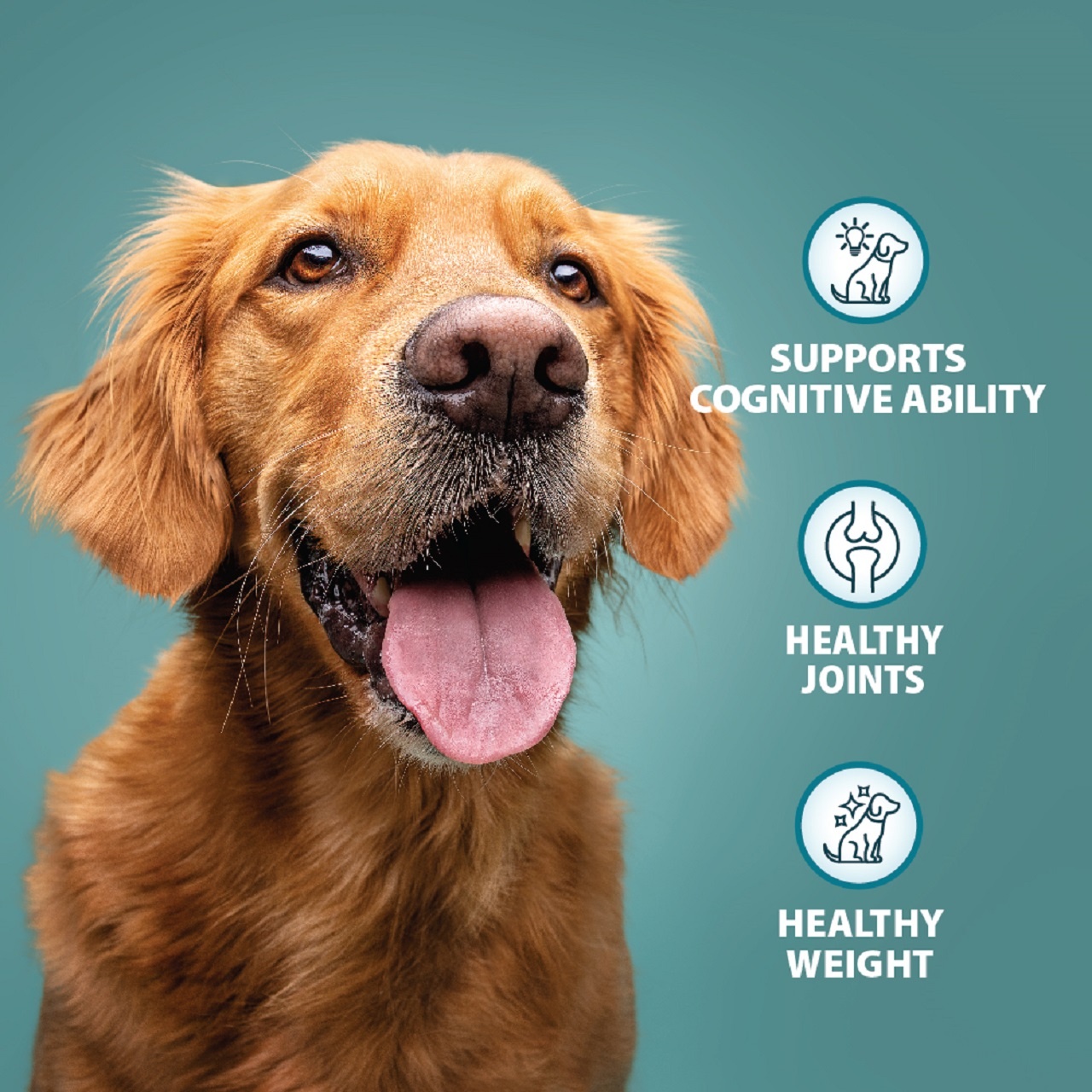 Burns Senior+ Dry Dog Food - Chicken & Brown Rice 12kg