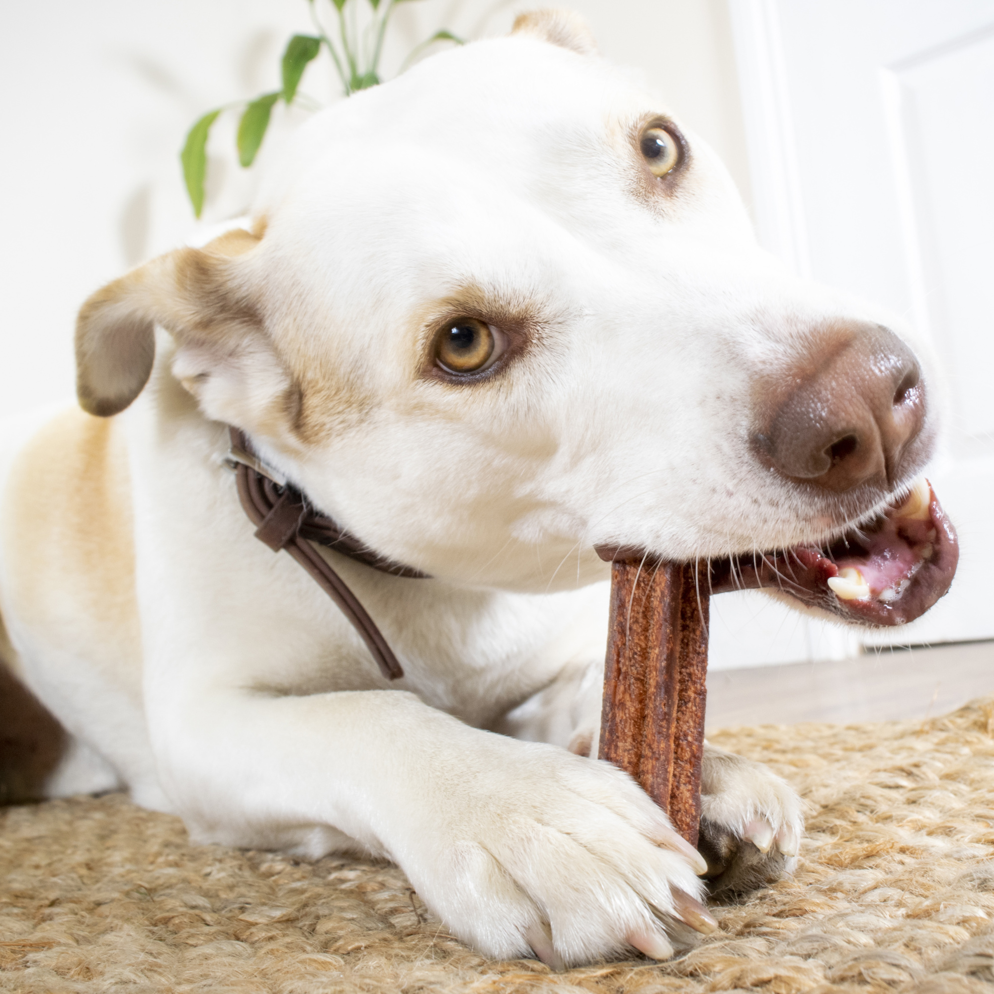 Elkwood Natutal Vegtable Sponge Dental Sticks 7pk for Dogs