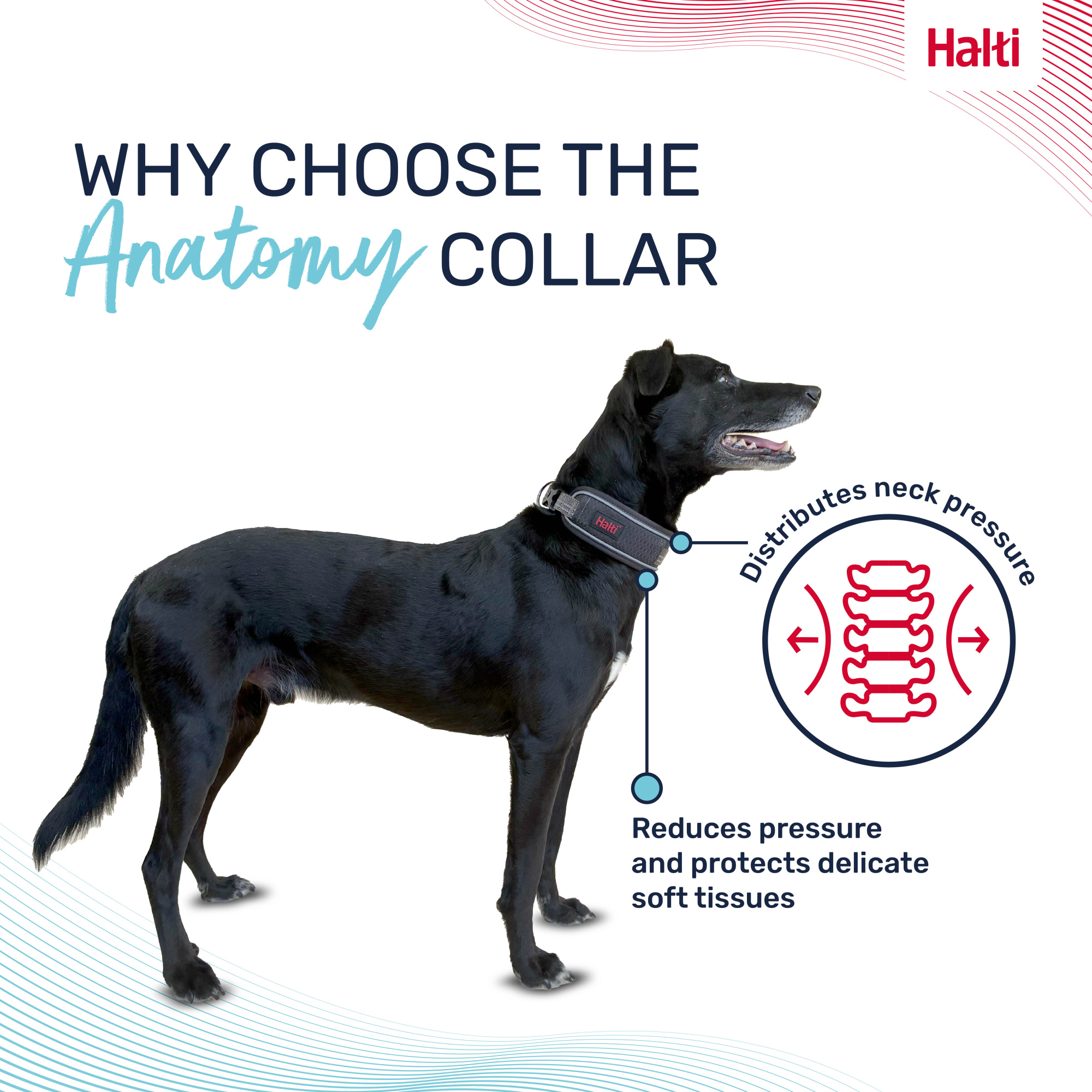 Halti Anatomy Collar 