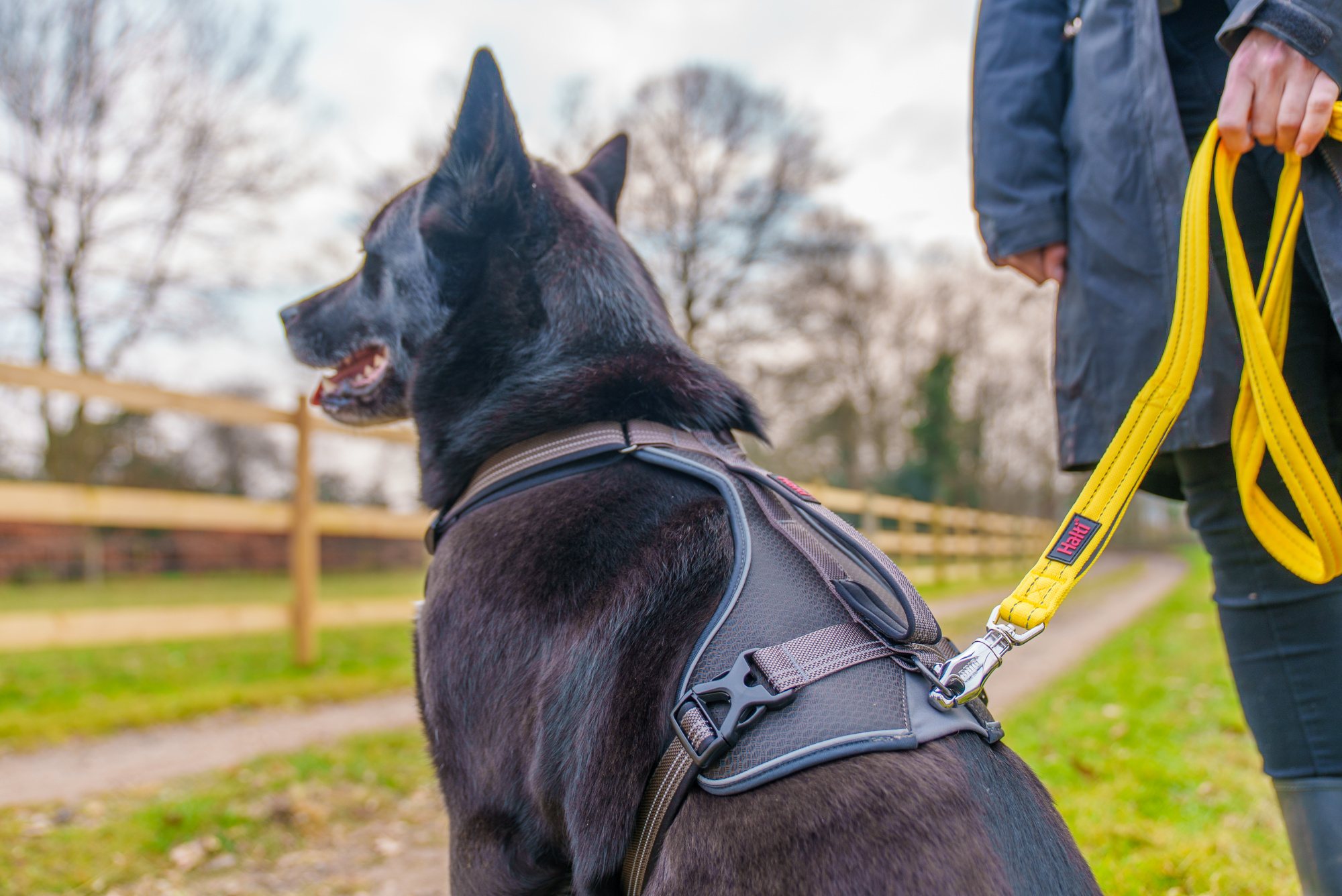 Halti BRIG Safety Lead Large 