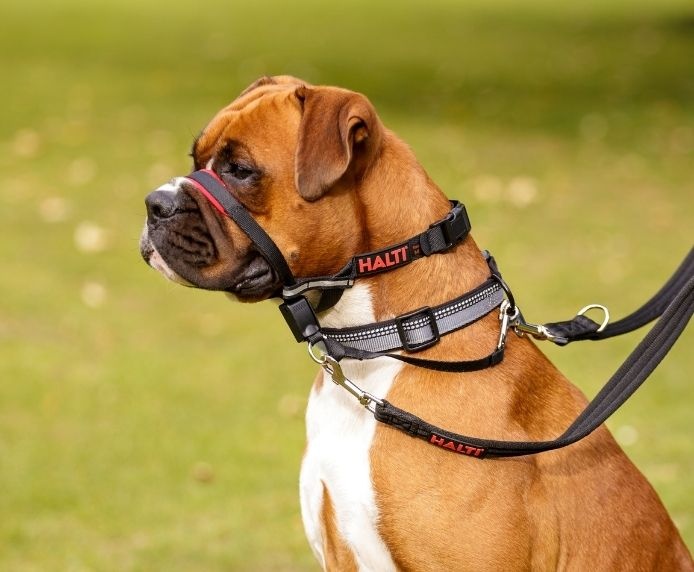 Halti Optifit Headcollar for Dogs 