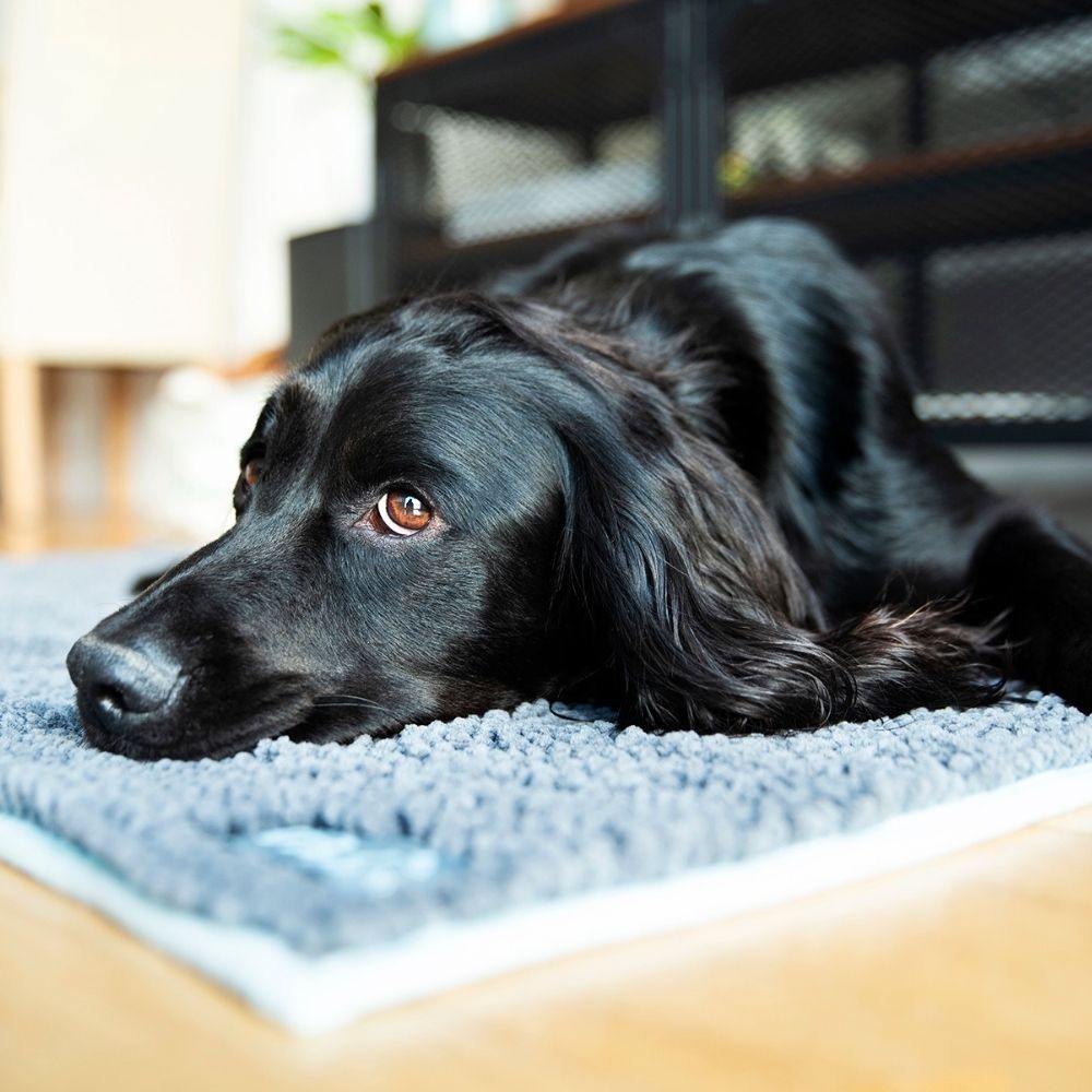 Henry Wag Micro Fibre Noodle Pet Mat Large