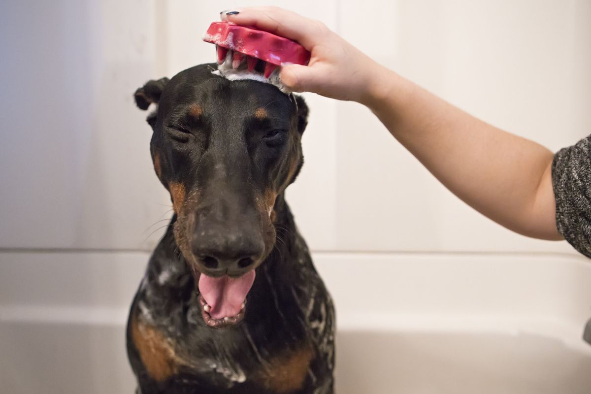 KONG Zoomgroom for Dogs 