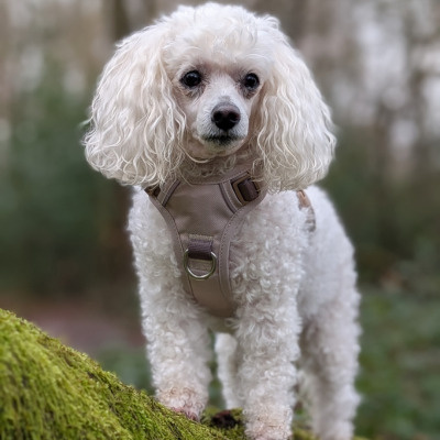 Little Ginger Control Harness Cafe Latte 