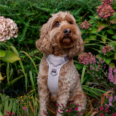 Little Ginger Control Harness Cafe Latte 