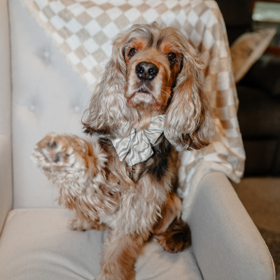 Little Ginger Sailor Bow - Cafe Latte Swirl