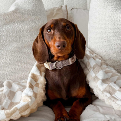 Little Ginger Two-Tone Collar Cafe Latte 