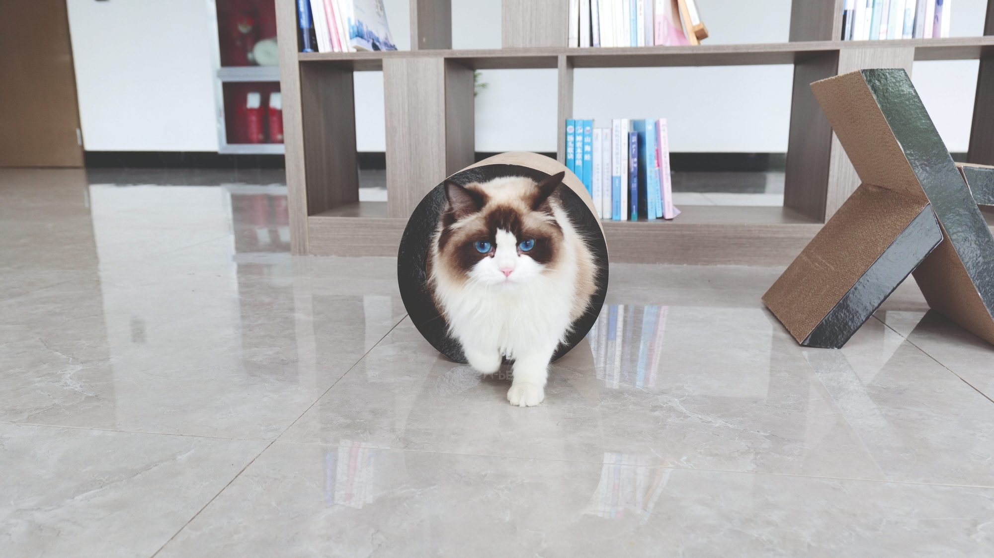 M-PETS My Scratchy Cat Cardboard Scratchers - Tulsa