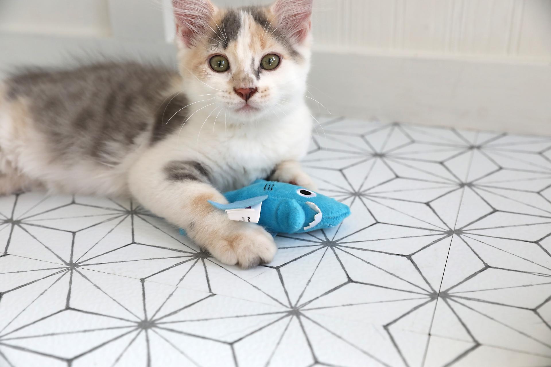 Mad Cat Shark Biter Cat Toy