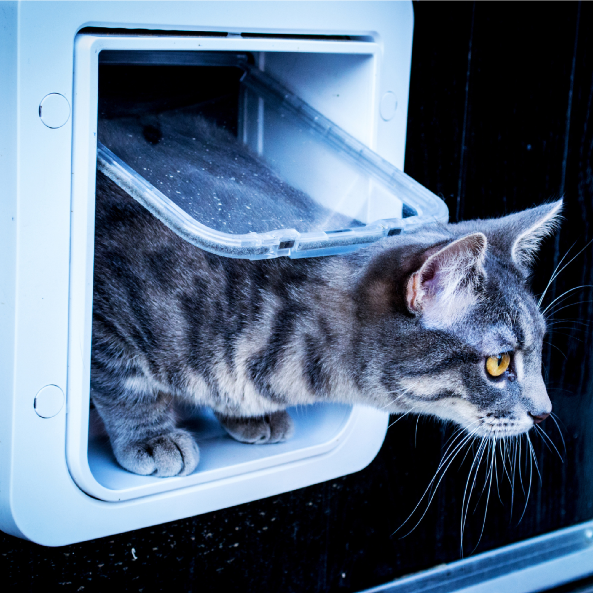 Microchip Pet Door - Brown