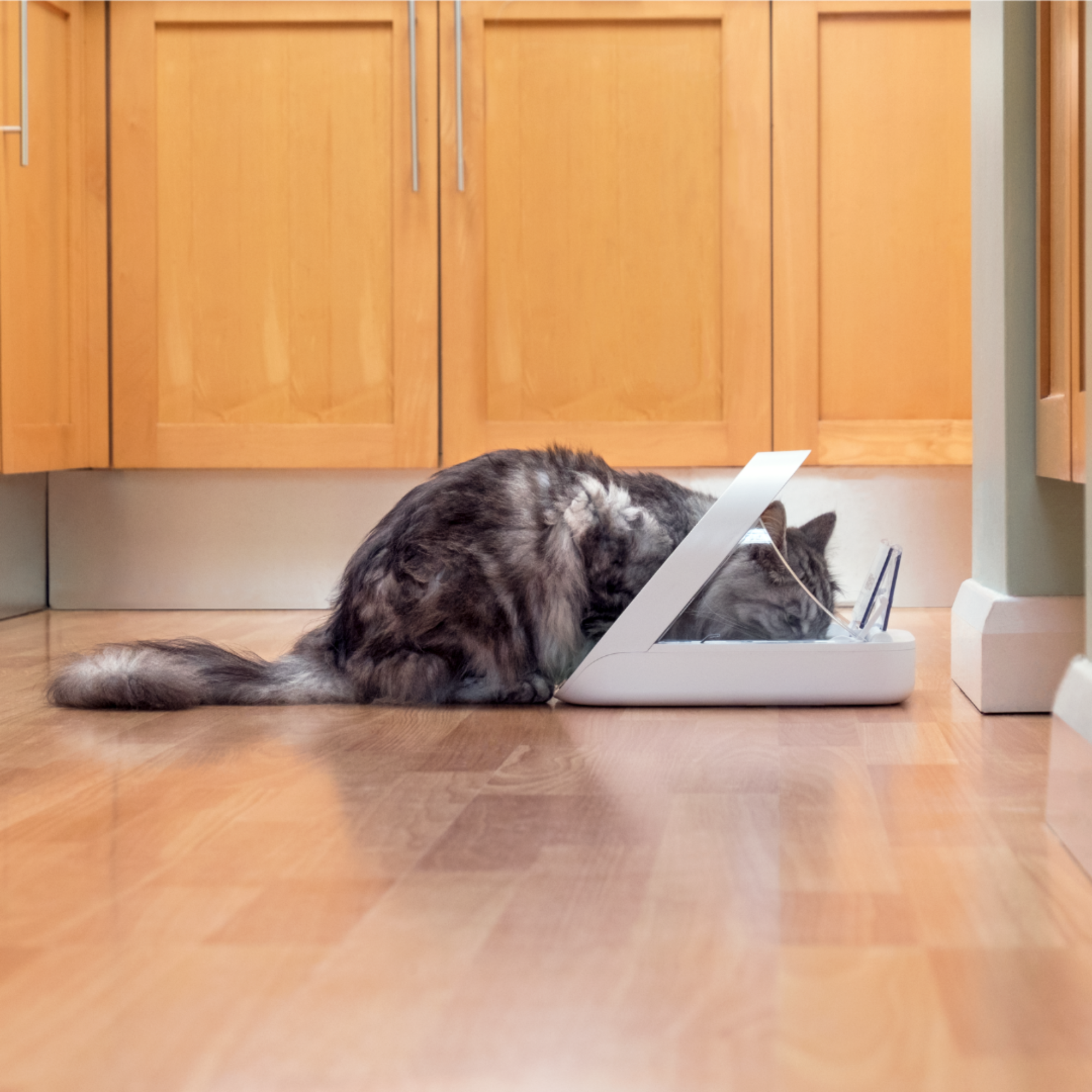 SureFeed Microchip Pet Feeder- White