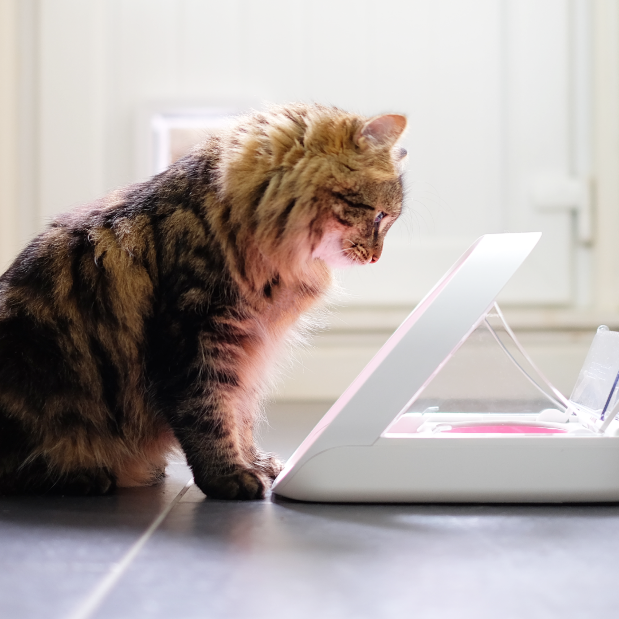 SureFeed Microchip Pet Feeder- White