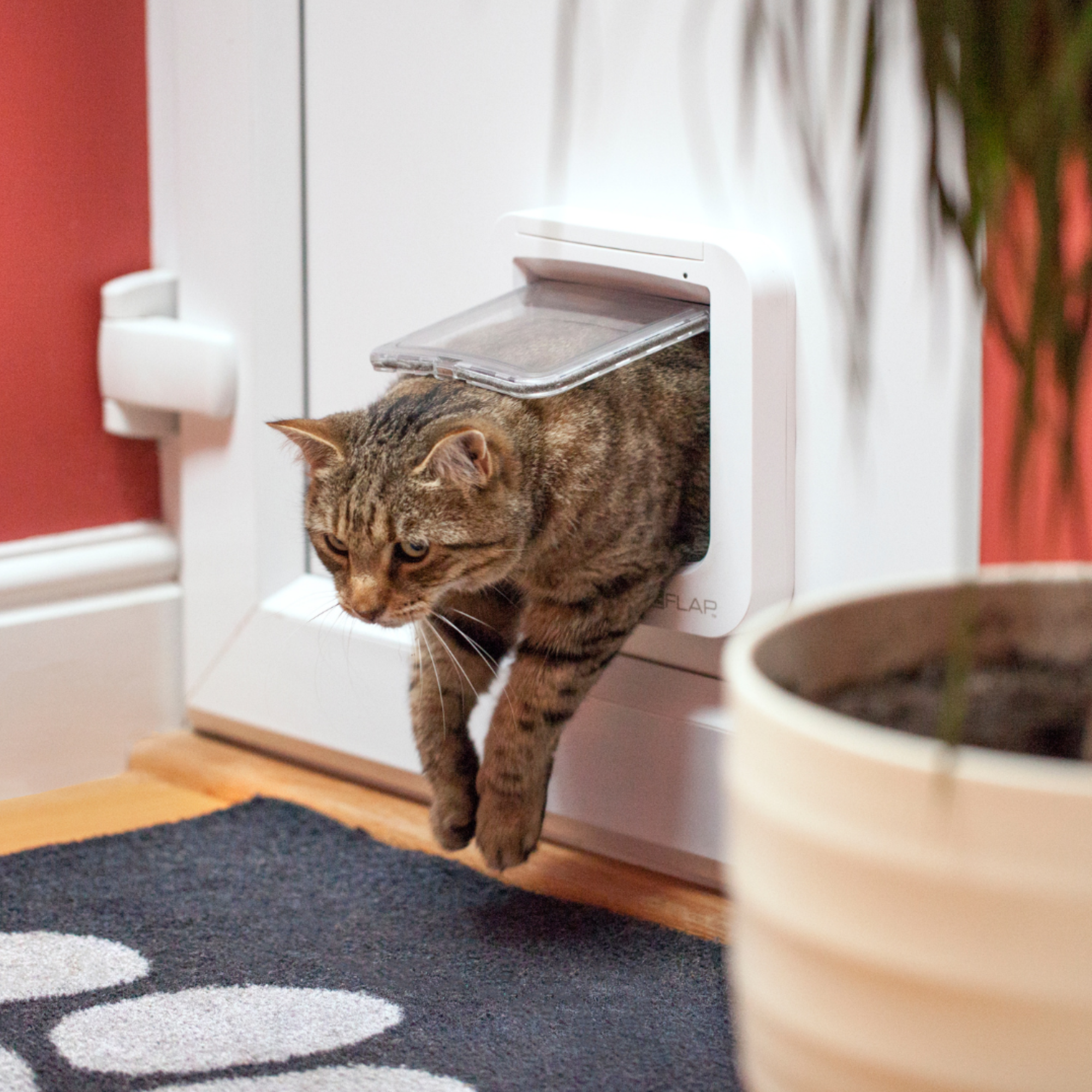 Microchip cat flap - White