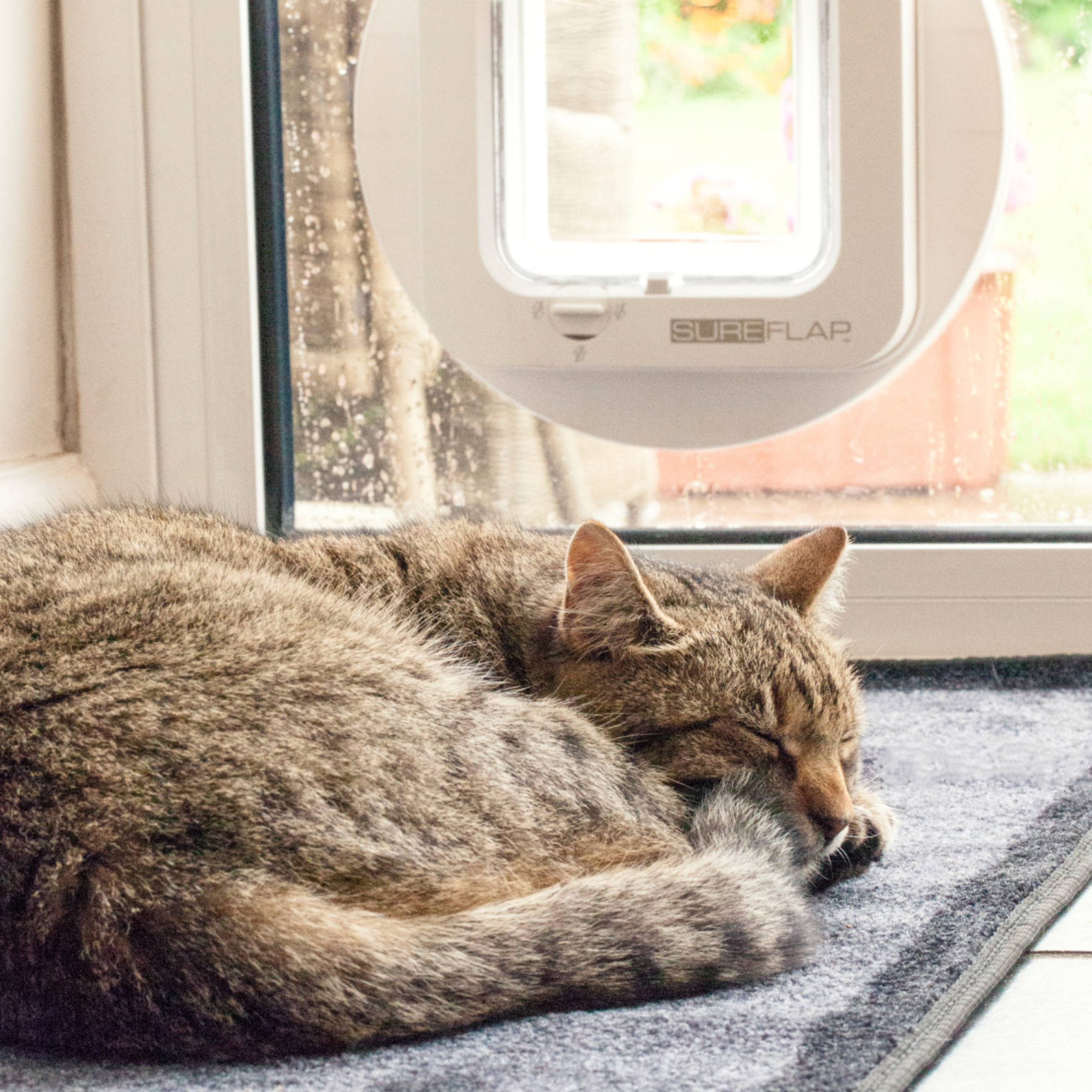 Microchip cat flap - White