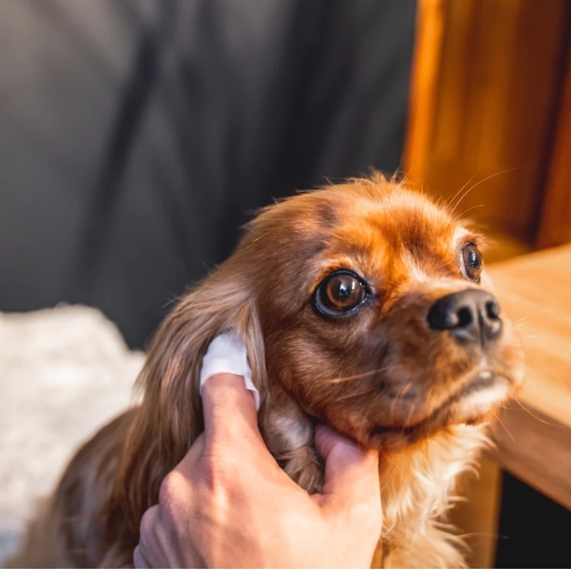 OurDogsLife Dog Ear Wipe 50pack