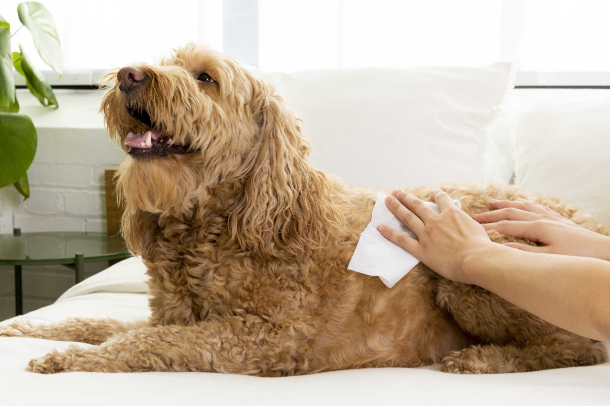 Palmer's For Pets Dog Wipes With Cocoa Butter 100ct