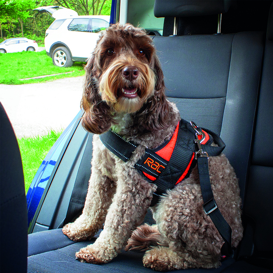 RAC In-Car Harness Seatbelt Connector Strap for Dogs