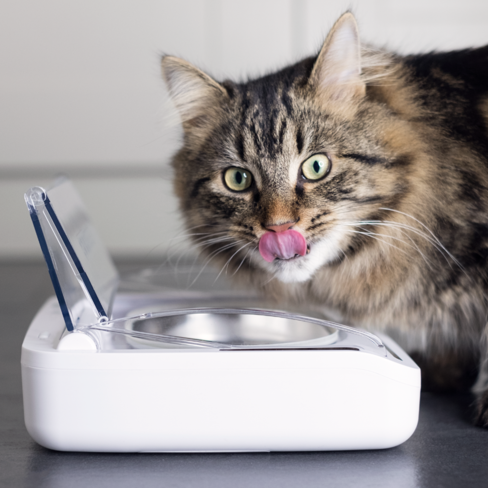 SureFeed Sealed Pet Bowl- White