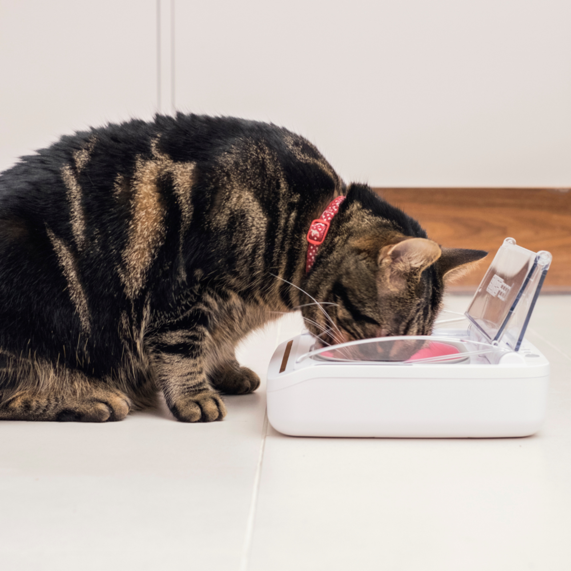 SureFeed Sealed Pet Bowl- White