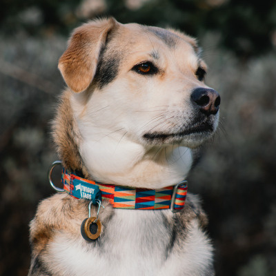 Twiggy Tags Dog Comfort Collar - Elixir 