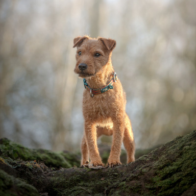 Twiggy Tags Dog Comfort Collar - Elixir 