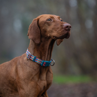 Twiggy Tags Dog Comfort Collar - Elixir 