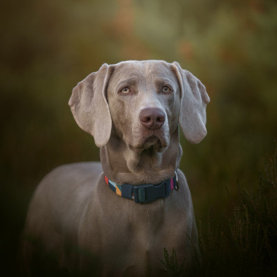 Twiggy Tags Dog Comfort Collar - Aurora 