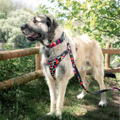 Twiggy Tags Dog Comfort Collar - Aurora 