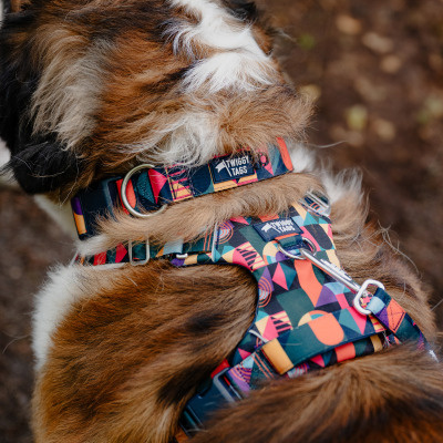 Twiggy Tags Dog Comfort Collar - Aurora 