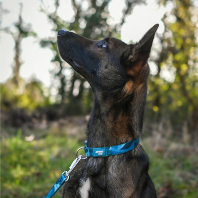 Twiggy Tags Dog Comfort Collar - Lagoon 