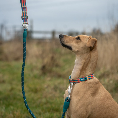 Twiggy Tags Dog Twiggy Tags Dog Horizon Rope Lead - Elixir