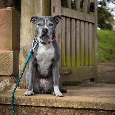 Twiggy Tags Dog Twiggy Tags Dog Horizon Rope Lead - Elixir